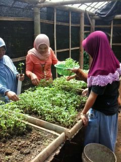 sayur organik - majalengka