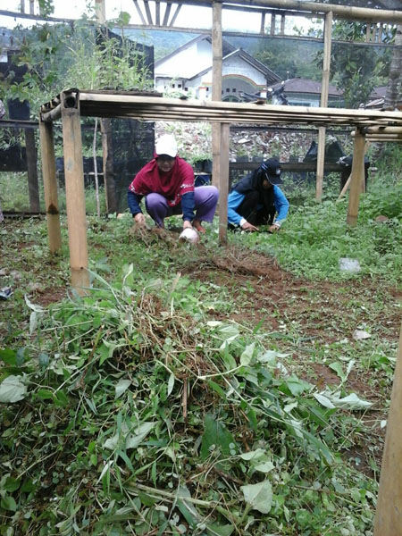 Menjaga kebersihan green house