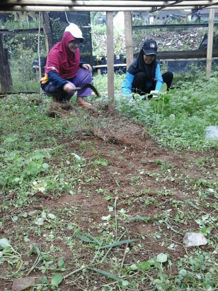 Menjaga kebersihan green house