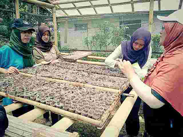 Pembibitan tanaman sayur