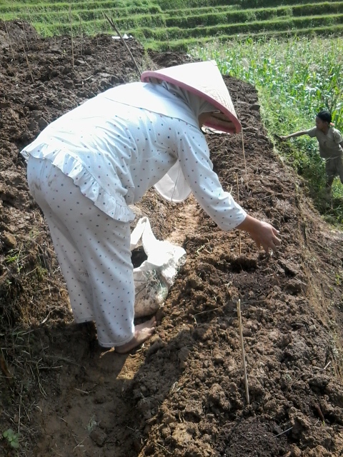 Penanaman Bibit Pepaya California (1)