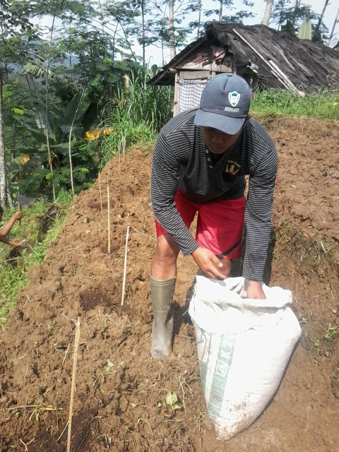 Penanaman Bibit Pepaya California (7)