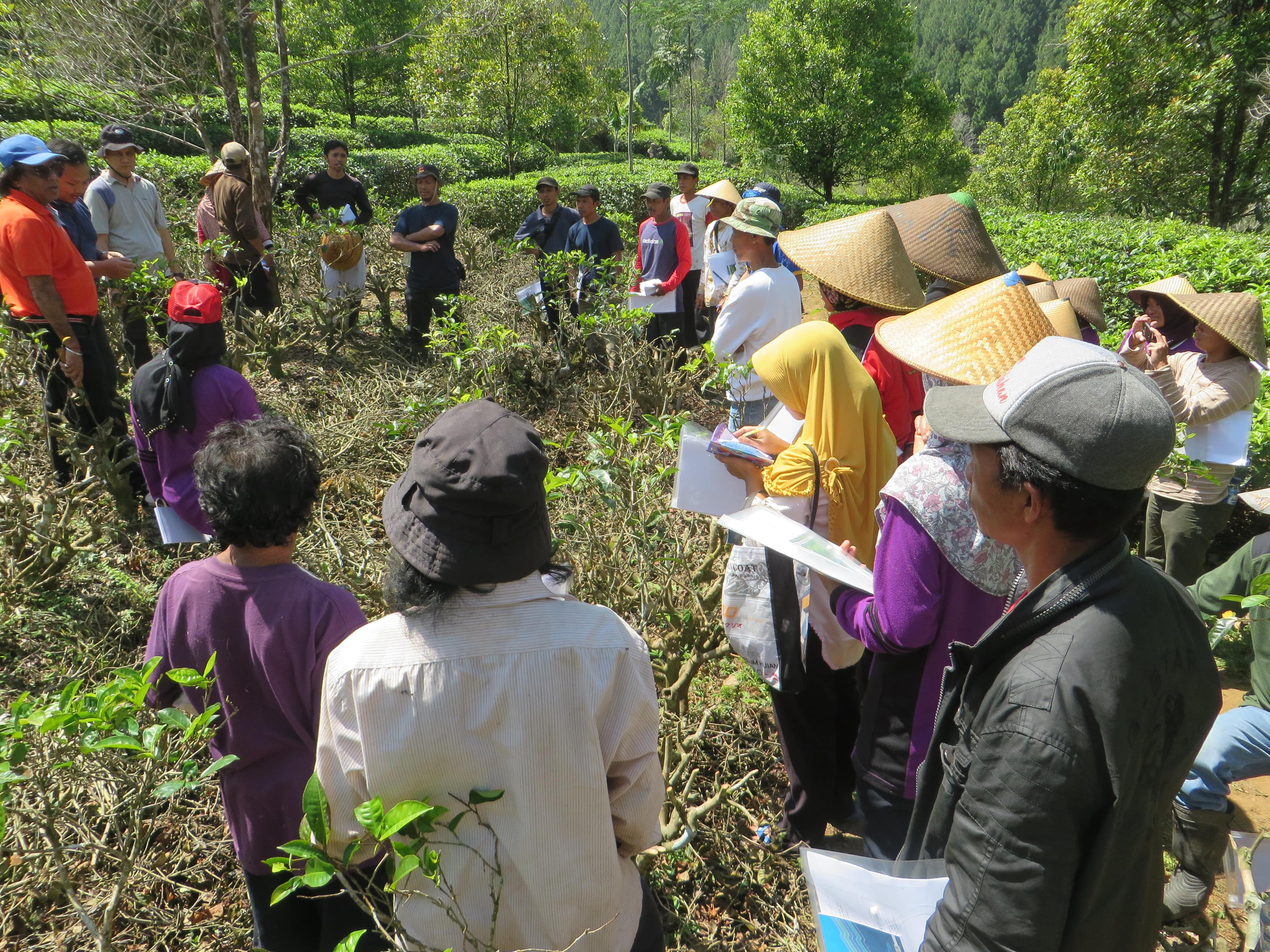 Praktik Perawatan Tanaman
