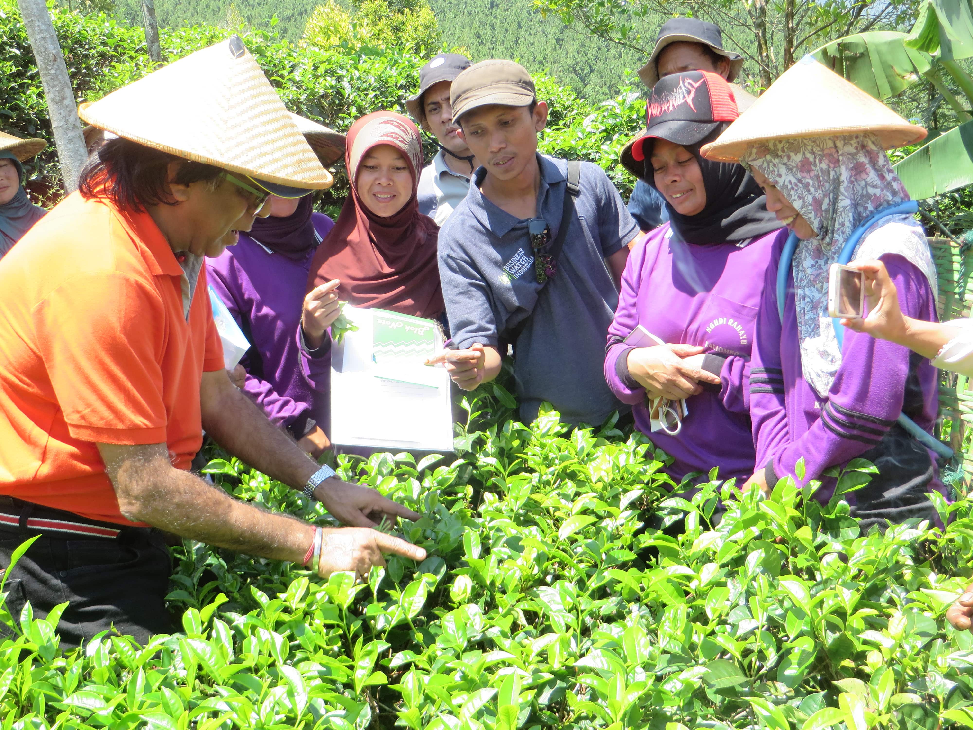 Praktik Pemetikan Teh