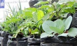 Budidaya Sayuran Organik di Polibag Menjadi Peluang Usaha
