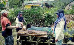 IMG_5841Pembibitan tanaman sayur