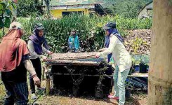 Pembibitan tanaman sayur Pembibitan tanaman sayur