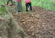 Lahan Bibit Pepeya California (1)