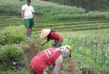 Lahan Bibit Pepeya California (4)