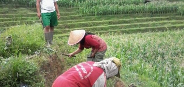 Lahan Bibit Pepeya California (4) Lahan Bibit Pepeya California (4)