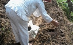 Penanaman Bibit Pepaya California (1)