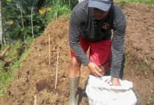 Penanaman Bibit Pepaya California (7)