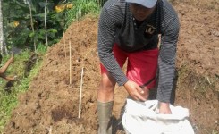 Penanaman Bibit Pepaya California (7) Penanaman Bibit Pepaya California (7)